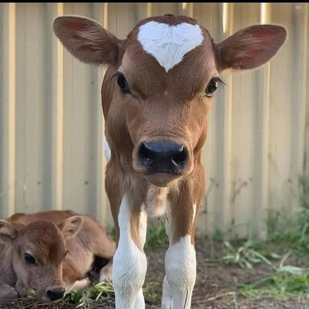 Dairy cattle at Kalro Farm